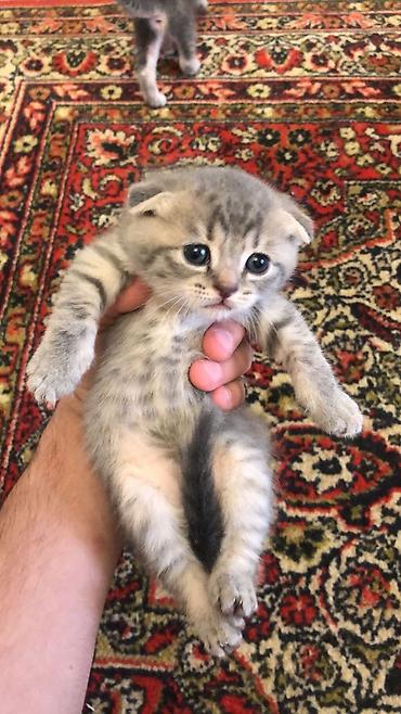 Pişiklər: Balaca pişik balaları - Cins: boz və tünd zolaqlı (tabby naxışlı) — 1