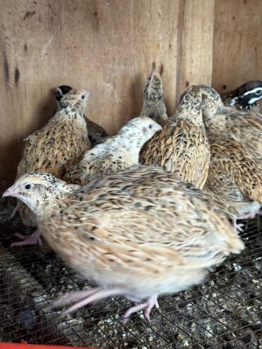 домик для кур: Продаю | Куры