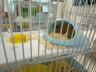 продажа животных в азербайджане: Digər heyvanlar