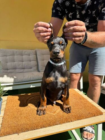 Psi: Doberman stenad. Ostenjeni su 28.06.2025. Spremni su za preuzimanje — 10