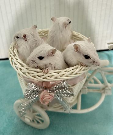 Другое: Продаю малышей монгольских песчанок. Возраст 1 месяц. 3 девочки и один — 1