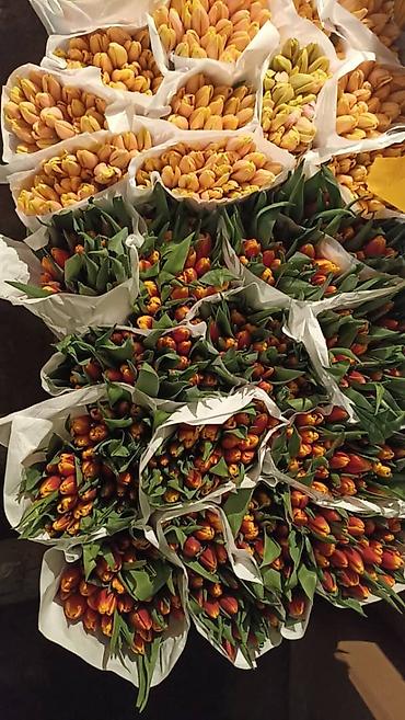 Букеты из живых цветов: Тюльпан оптом и в розницу,Тюльпаны срезанные, сортовые, упаковка по — 2