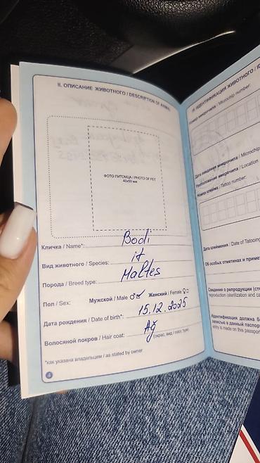 İtlər: Malta bolonka, 4 ay, Erkək, Sənədli — 4