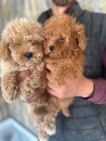 İtlər: Pudel, 2 ay, Erkek, Peyvəndli, Pulsuz çatdırılma — 12