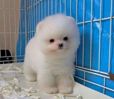 İtlər: Şpitz, 1 il, Dişi, Peyvəndli, Rayonlara çatdırılma, Pulsuz çatdırılma, Ünvandan götürmə — 8