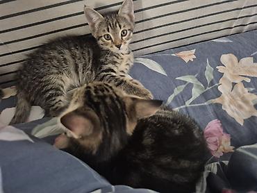 коты бишкек: 🐾 Полосатые котята-табби в добрые руки Ищут дом очаровательные — 2