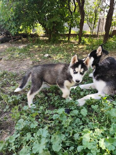 Продажа собак: Хаски, 1 месяц, Самка
