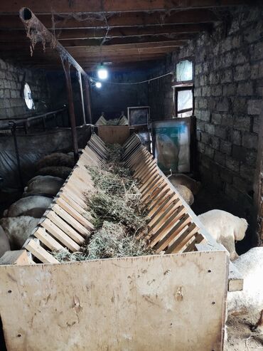 alman afçarkası satışı: Quzu biznesi 31 quzu 10 metr axur ot doğrayan təcili satılır