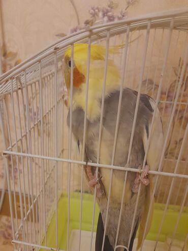 Korella satılır qefeslə birlikde