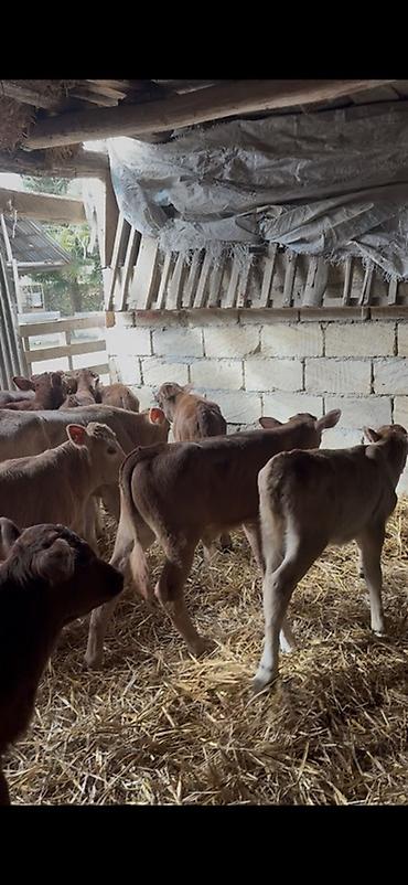 Dana, buzov: Satışda: dana balaları - Növ: yerli cins ətlik/südlük istiqamətə — 1