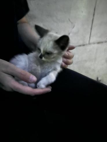 black cat: Котёнок с колор-пойнт окрасом (светлое тело, тёмные ушки, хвост и — 3