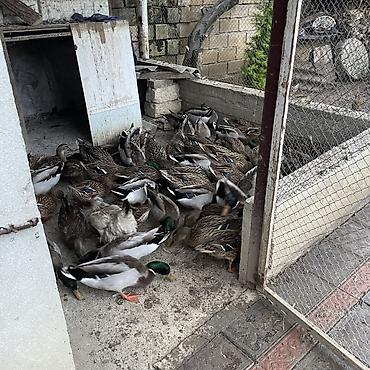 ordek şekli: Satlıq ördək sürüsü. Şəkillərdə həm erkək, həm də dişi ördəklər — 9