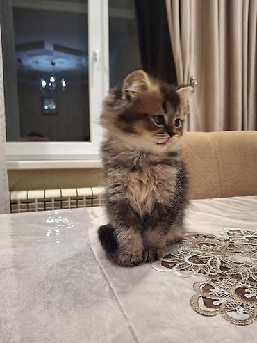 Pişiklər: Sfinks — 5