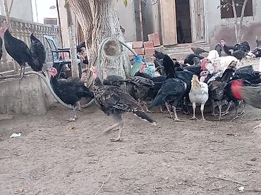 hind guşu: Məhsul: Hind toyuqları. Amerikan sortu Təsvir: - Açıq həyətdə — 6