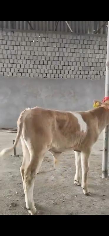 Dana, buzov: 2 ay yarimliq temiz saf qan simental dana erkək prablemi yoxdu yem ot -da lalafo.az — 6 Dana, buzov: 2 ay yarimliq temiz saf qan simental dana erkək prablemi yoxdu yem ot — 6