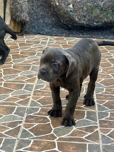 İtlər: Kane-Korso, 2 ay — 37