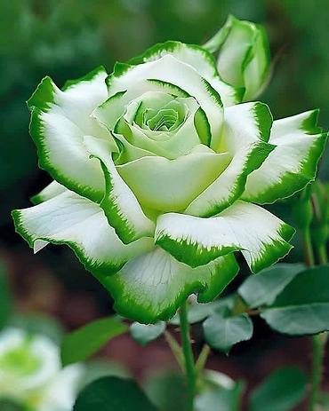 alov gulu: Anthurium (Alov çiçəyi) otaq bitkisi və dekorativ gül kompozisiyaları — 5