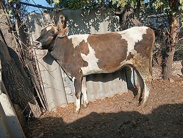 быков: Продаю | Бык (самец) | На откорм — 8