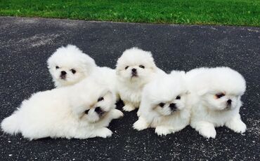 мальтийская болонка баку: Pekines, 2 ay, Peyvəndli, Ünvandan götürmə