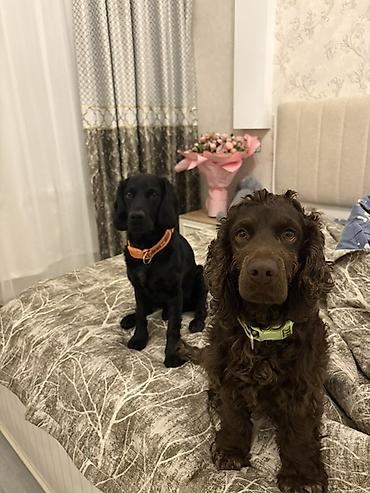 Başqa xidmətlər: Cocker spaniel Cütləşməyə dişi axtarırıq Unvan binə qəsəbəsi. Alex — 20