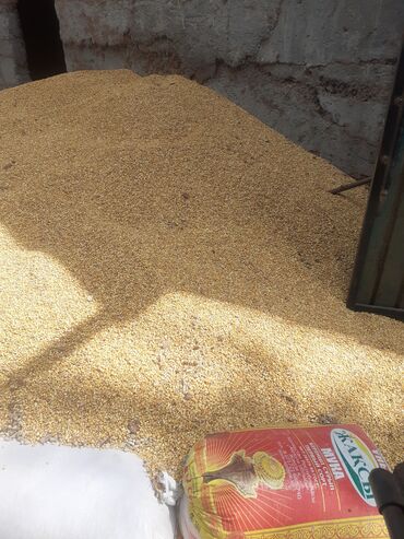 Услуги: Продаётся кукуруза оптом 20 тонна,цена договорная