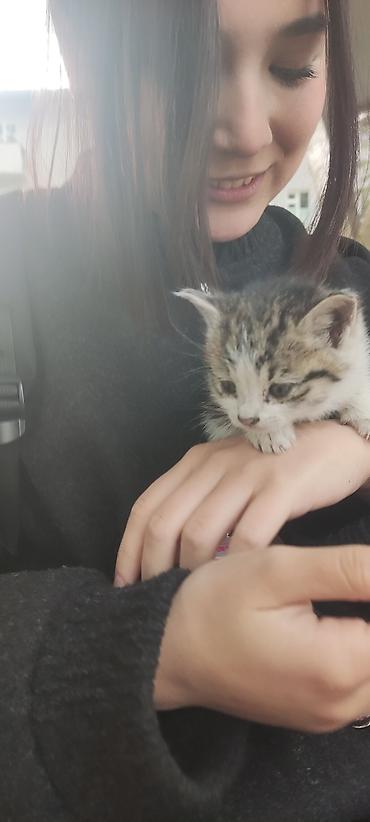 манчкин кот бишкек: Котенок 2-3 месяца (девочка)
отдаю даром в добрые руки — 1