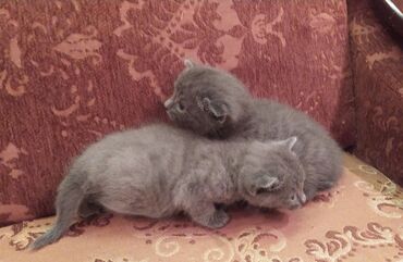 Pişiklər: Britan, Erkək, Dişi — 12