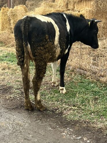 Коровы, быки: Продаю | Бык (самец) | На откорм | Привязанные — 3