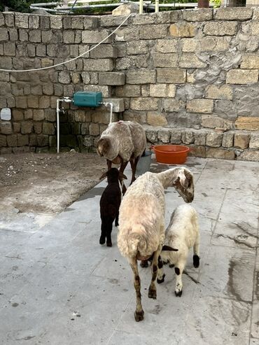 heyvan satisi: Dişi, Qala, il: 1, Damazlıq, Ünvandan götürmə
