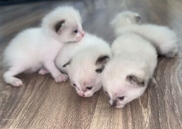 бархатные котята: Рэгдолл, 2 месяца, Девочка, Белый, Приучена к лотку