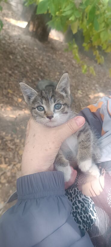 речная форель фото: Нежный ласковый котенок девочка 1,2 месяца принесет в дом счастье