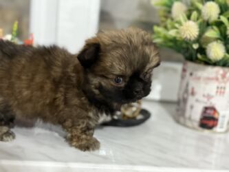 İtlər: Pekines, 2 ay, Dişi, Peyvəndli — 3