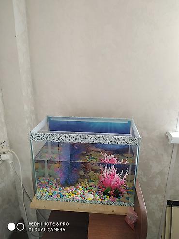 akvarium az: Dördbucaq akvarium, Balıqlarla birlikdə, 20 l, Ünvandan götürmə — 1