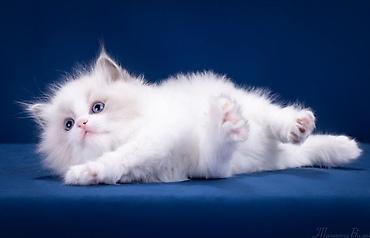 Pişiklər: Ragdoll cinsli balaca pişiklər - Cins: Ragdoll (sakit, mehriban və — 1