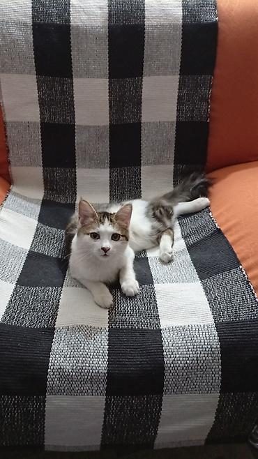 Отдам даром кошку: Домашняя кошка с пушистым хвостом - Окрас: бело-табби (белая грудь и — 8