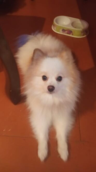 собаки на продажу: Шпиц, 1 год, Самец, Самовывоз