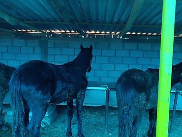 Лошади, кони: Продаю | Жеребец | Для разведения | Племенные — 2