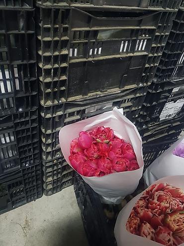 Букеты из живых цветов: Тюльпаны с луковицей — ассортименты цветов и сортов оптом на 8 - марта — 18