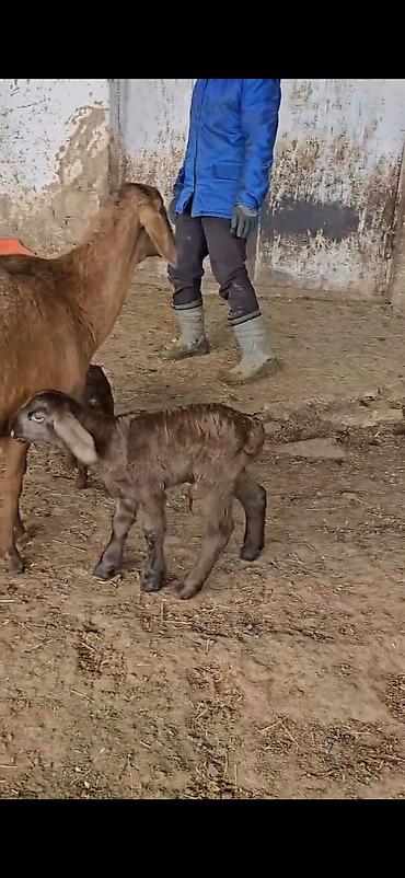 Qoyunlar, qoçlar: Qoyun – ana ilə bala(s)ı - Cins: ehtimalən yerli/ətlik-dövlətlik — 4