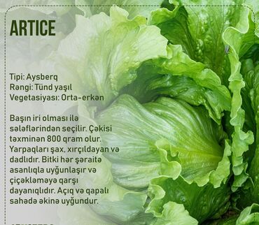 Toxumlar: Aluzze qarpiz toxumu — 9