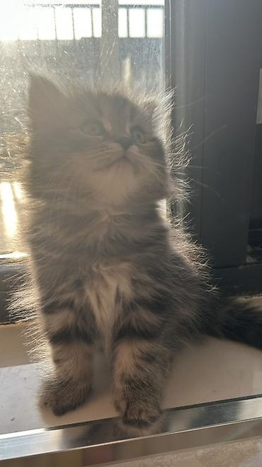 ev pişikleri: Tabbi, Yaxşı əllərə — 3