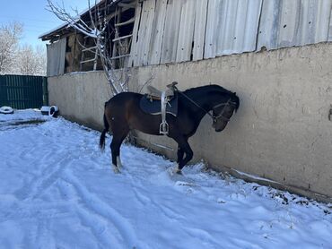 Лошади, кони: Продаю | Конь (самец) | Рабочий — 12