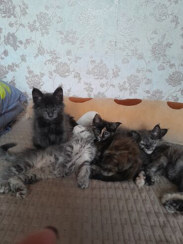сколько стоят вислоухие кошки: Мейн-кун, 1 месяц, Девочка, Приучена к лотку