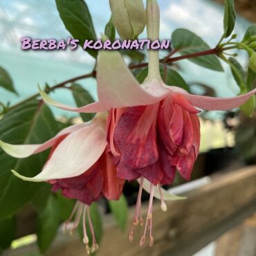 Другие комнатные растения: Продаю Детки!!! (укорененные черенки)сортовых,комнатных фуксий!Цена — 6