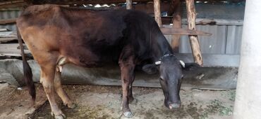 животные для дома: Продаётся корова, стельная 7 месяцев, будет 3 отел,осеменяли породой