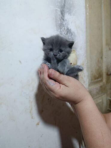 Pişiklər: Şotland yastı qulaq — 10