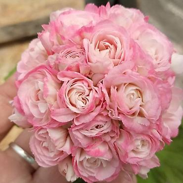 Герани и пеларгонии: Продаю сортовые розебудные пеларгонии, есть и старые хорошие сорта — 7