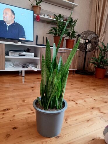 Otaq bitkiləri: Sansevieria (Qaynanadili) – iri ölçülü ev bitkiləri - Növ — 5