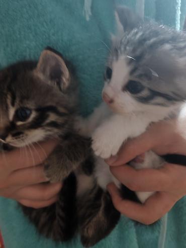котята дарлм: Котята, 2 малыша из одного помёта: - Окрас: один тигровый табби с — 9