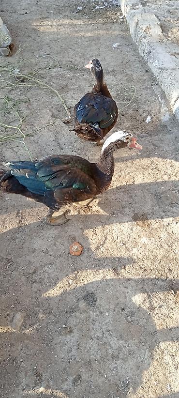quş: Lal cins ördeylerdi her qiymete var 20 başlayır 60 qeder — 4